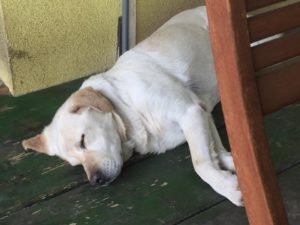 Állatok körülöttünk. Mert az jó - legfeljebb még nem tudod, mennyire.